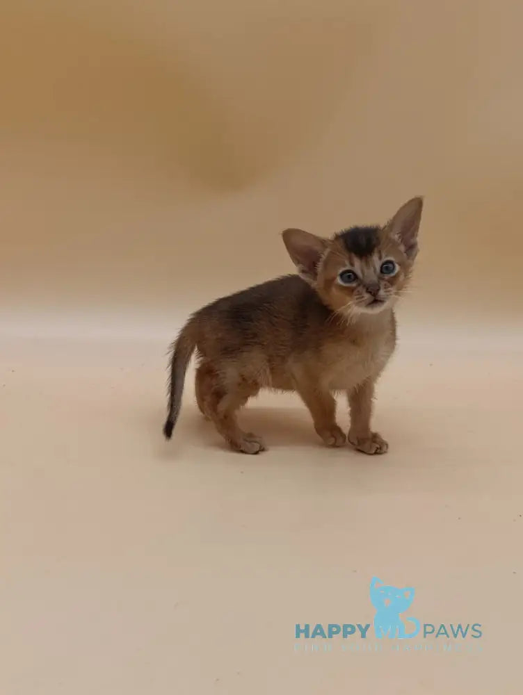 Hanna Abyssinian female black live animals
