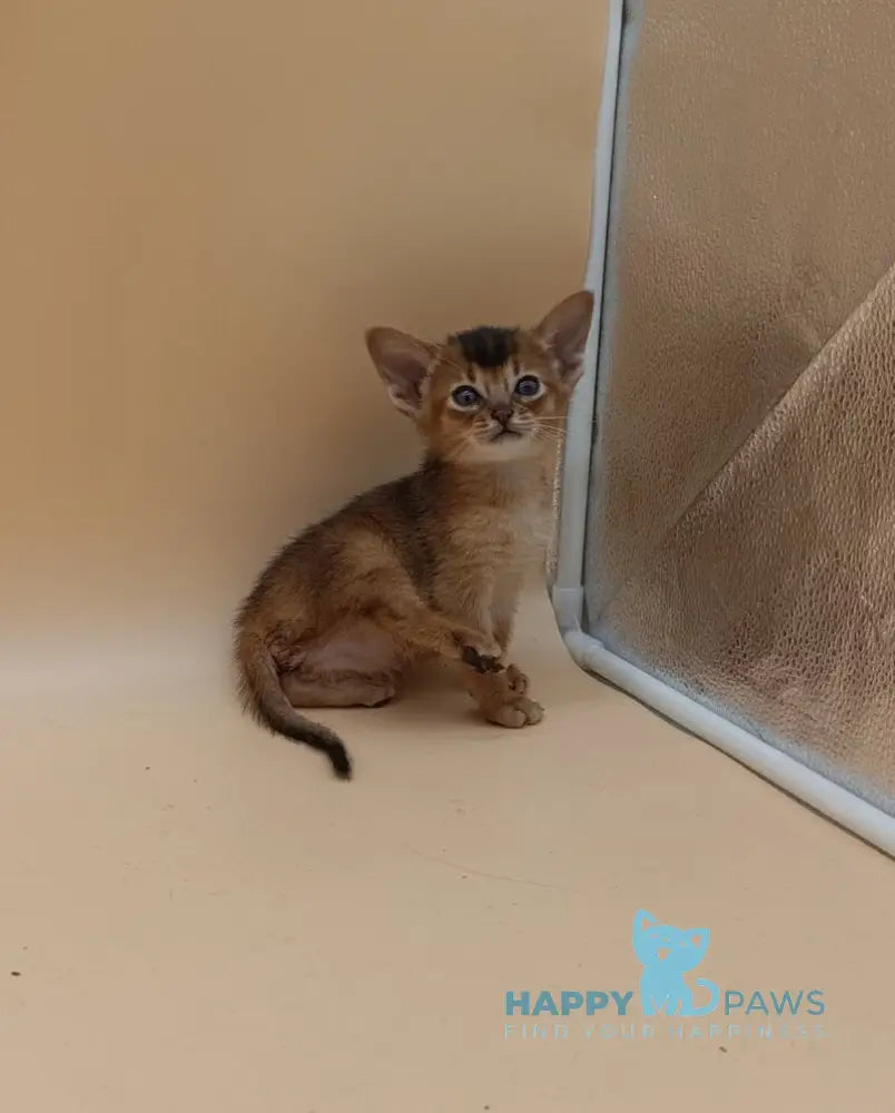Hanna Abyssinian female black live animals