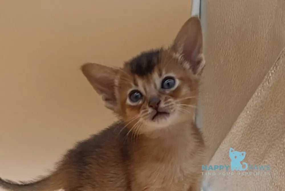 Hanna Abyssinian female black live animals