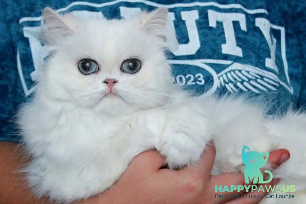 Hanna British Longhair female black silver shaded pointed live animals