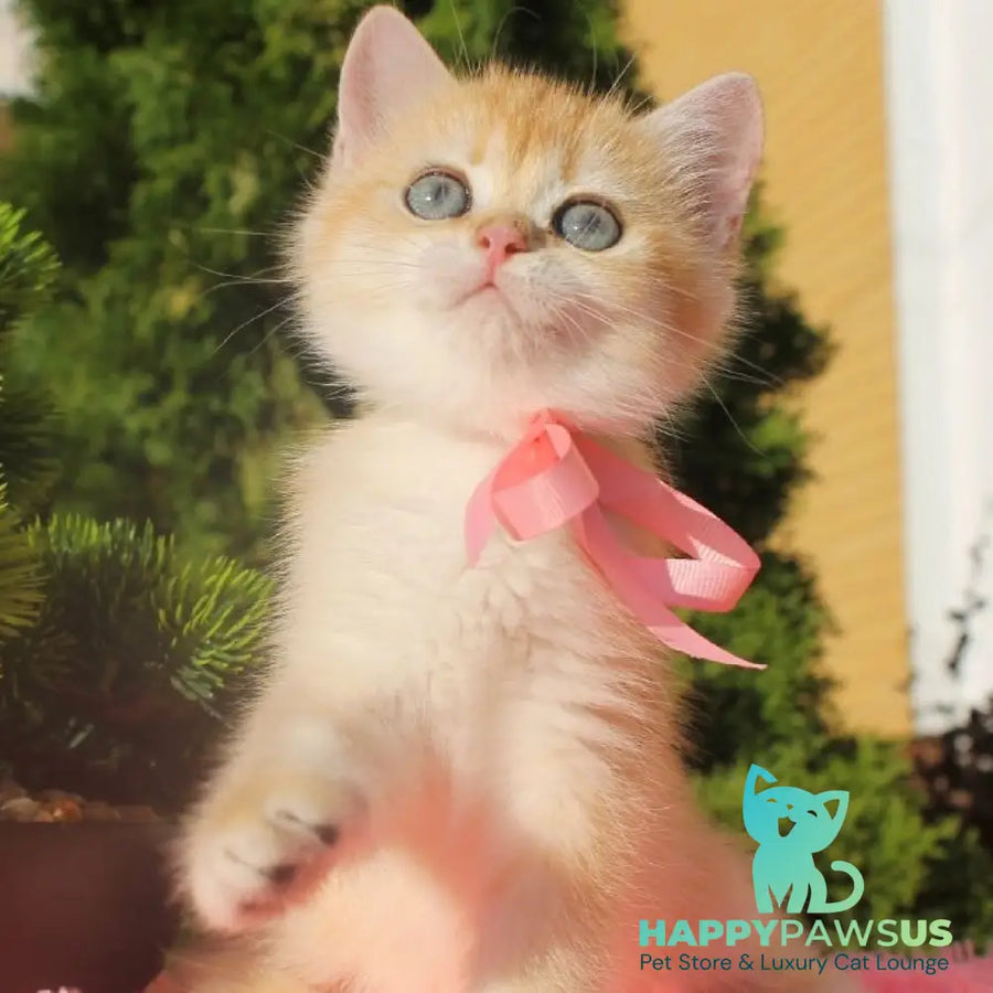 Hanna British Shorthair female black golden chinchilla - live animals