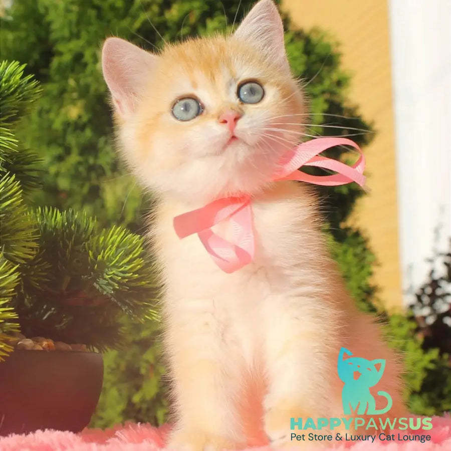 Hanna British Shorthair female black golden chinchilla - live animals