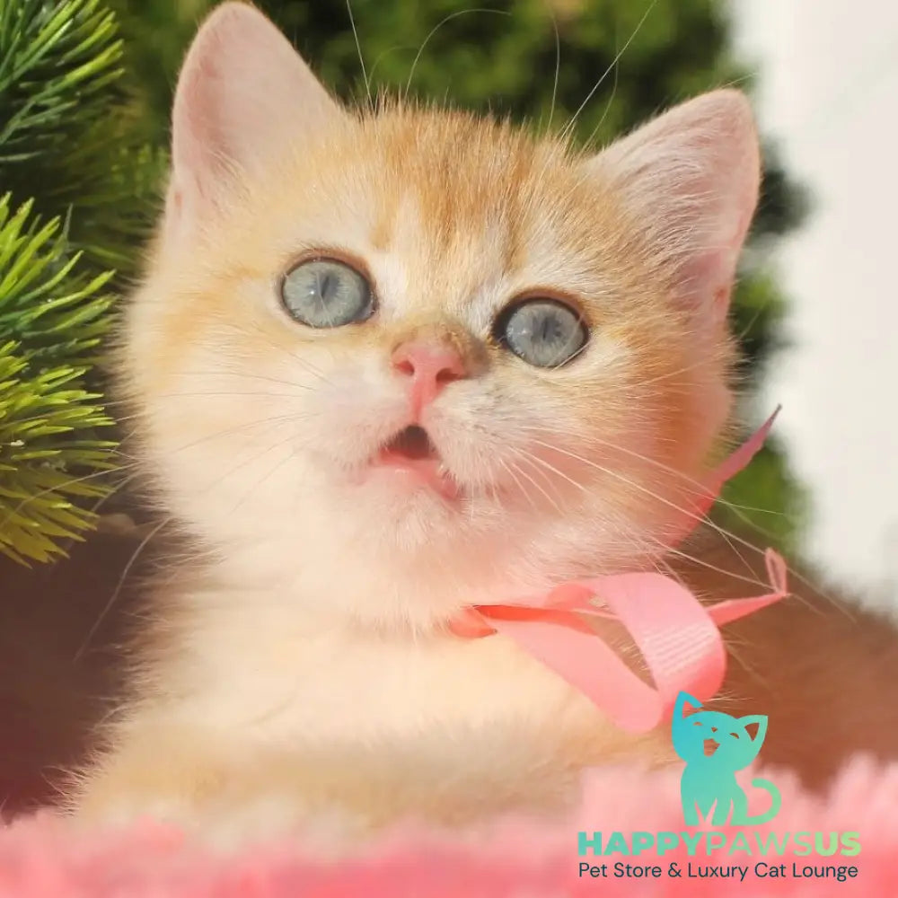 Hanna British Shorthair female black golden chinchilla - live animals