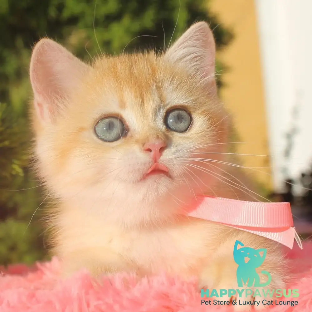 Hanna British Shorthair female black golden chinchilla - live animals