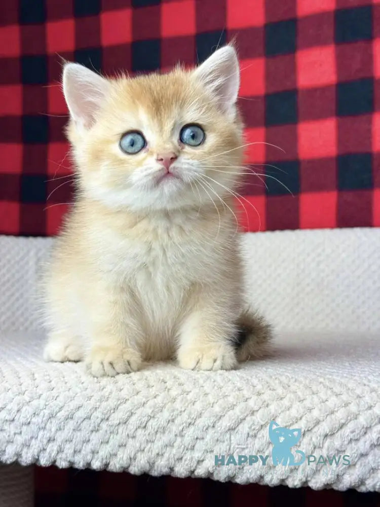 Hanna British Shorthair female black golden shaded live animals