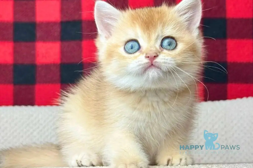 Hanna British Shorthair female black golden shaded live animals