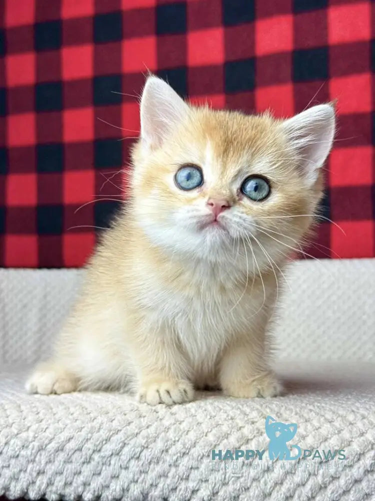 Hanna British Shorthair female black golden shaded live animals