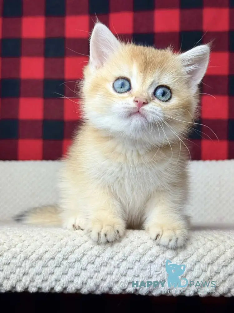 Hanna British Shorthair female black golden shaded live animals
