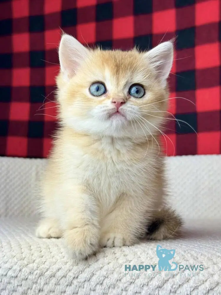Hanna British Shorthair female black golden shaded live animals