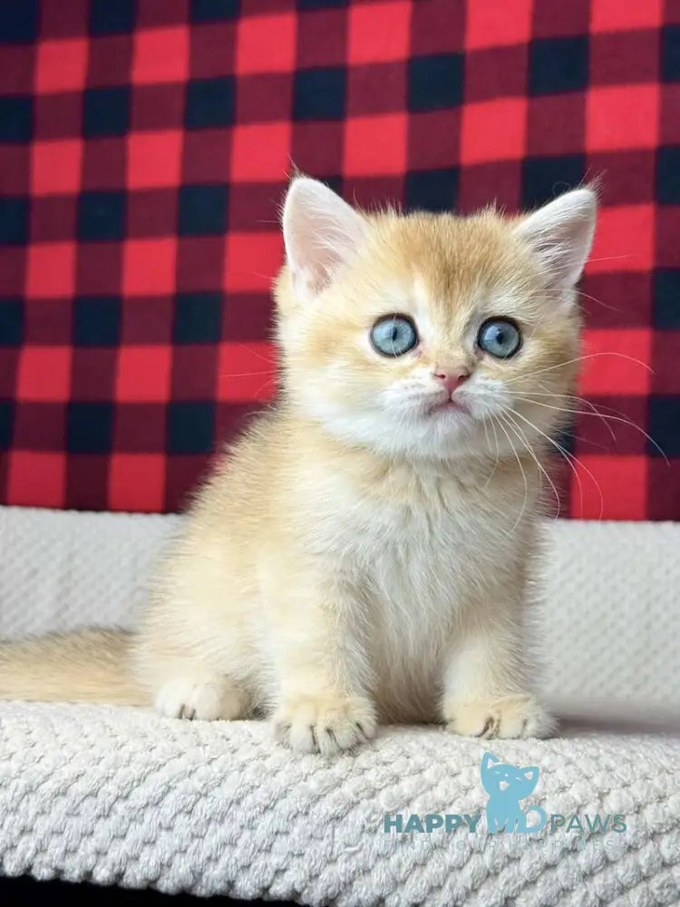 Hanna British Shorthair female black golden shaded live animals