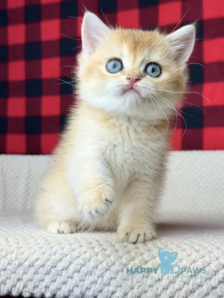 Hanna British Shorthair female black golden shaded live animals
