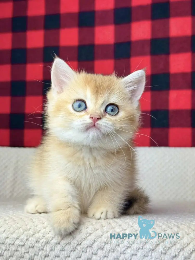 Hanna British Shorthair female black golden shaded live animals