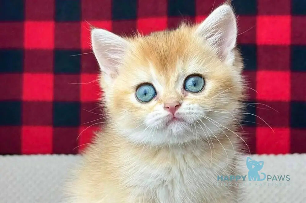 Hanna British Shorthair female black golden shaded live animals