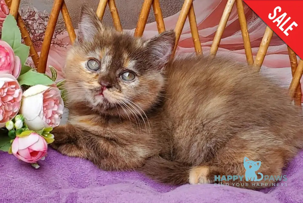 Hanna British Shorthair female chocolate tortie live animals