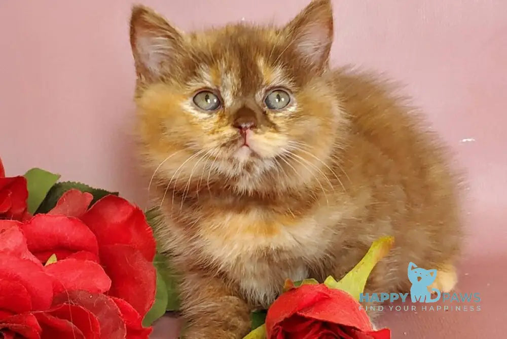 Hanna British Shorthair female chocolate tortie live animals