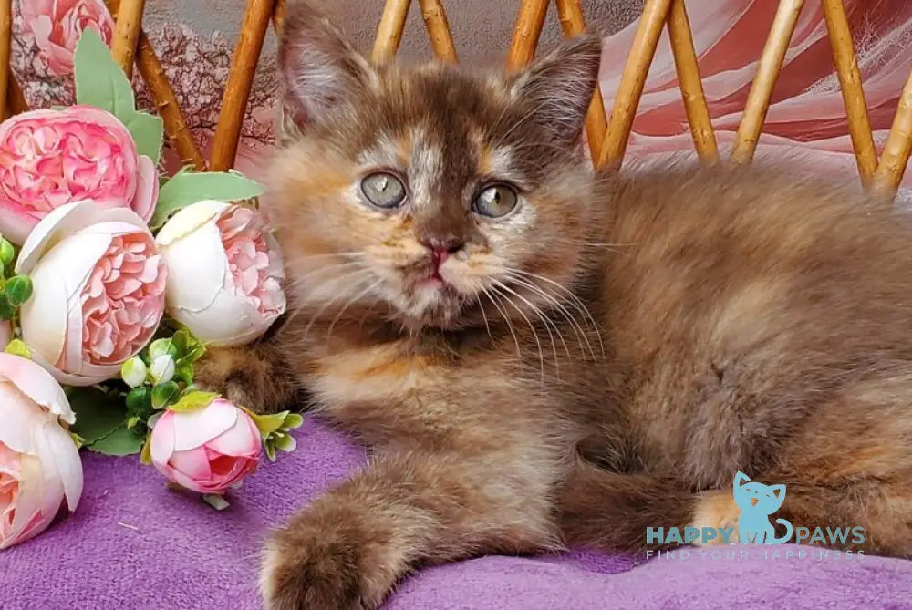 Hanna British Shorthair female chocolate tortie live animals