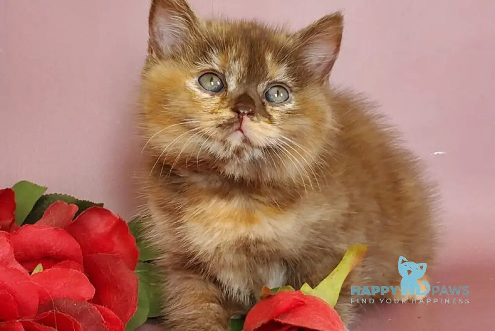 Hanna British Shorthair female chocolate tortie live animals