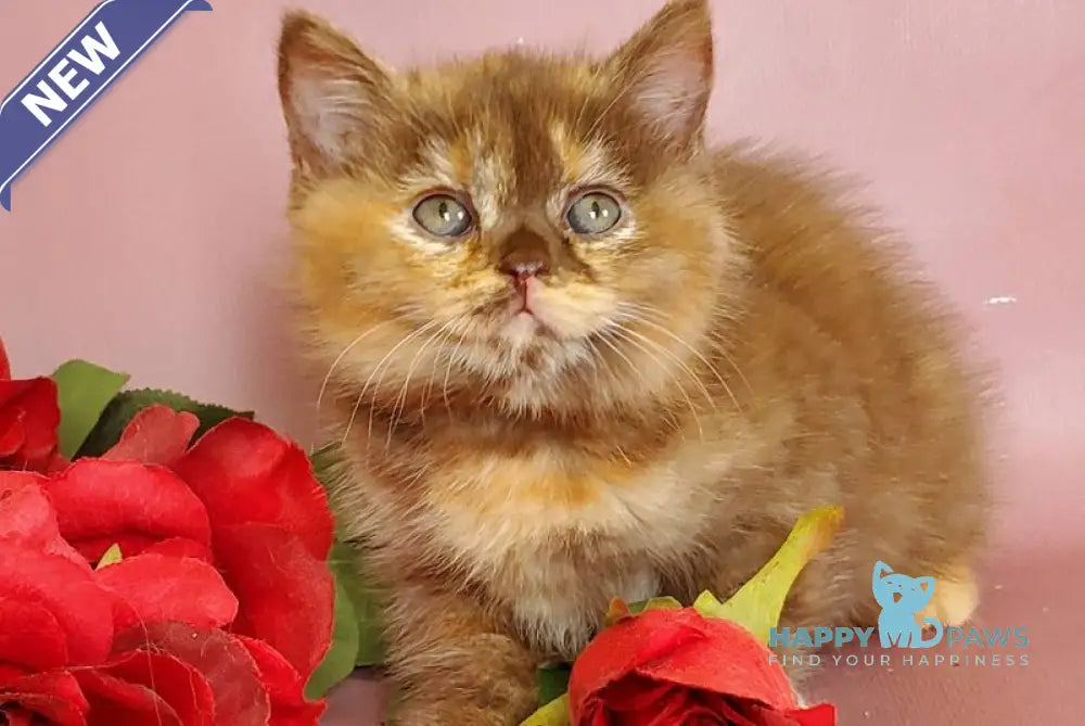 Hanna British Shorthair female chocolate tortie live animals