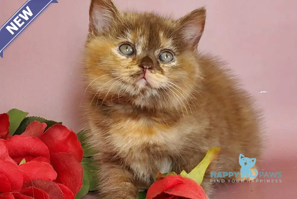 Hanna British Shorthair female chocolate tortie live animals