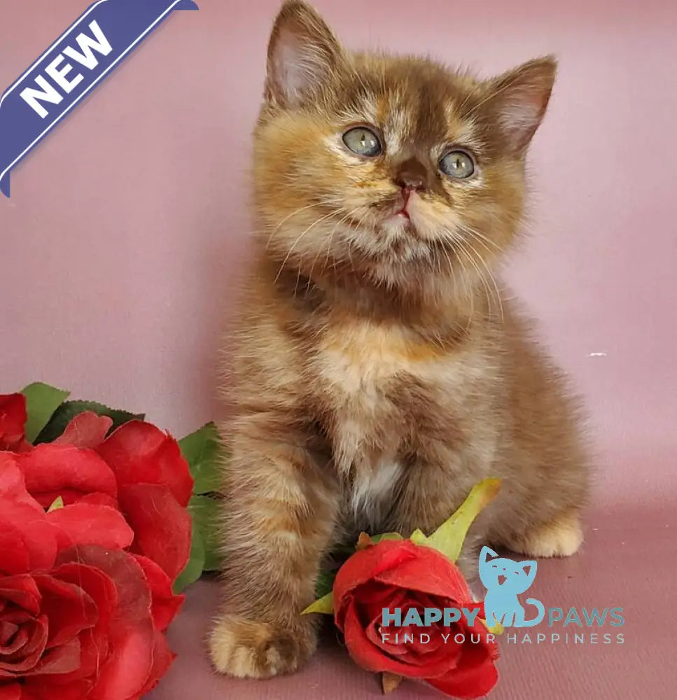Hanna British Shorthair female chocolate tortie live animals
