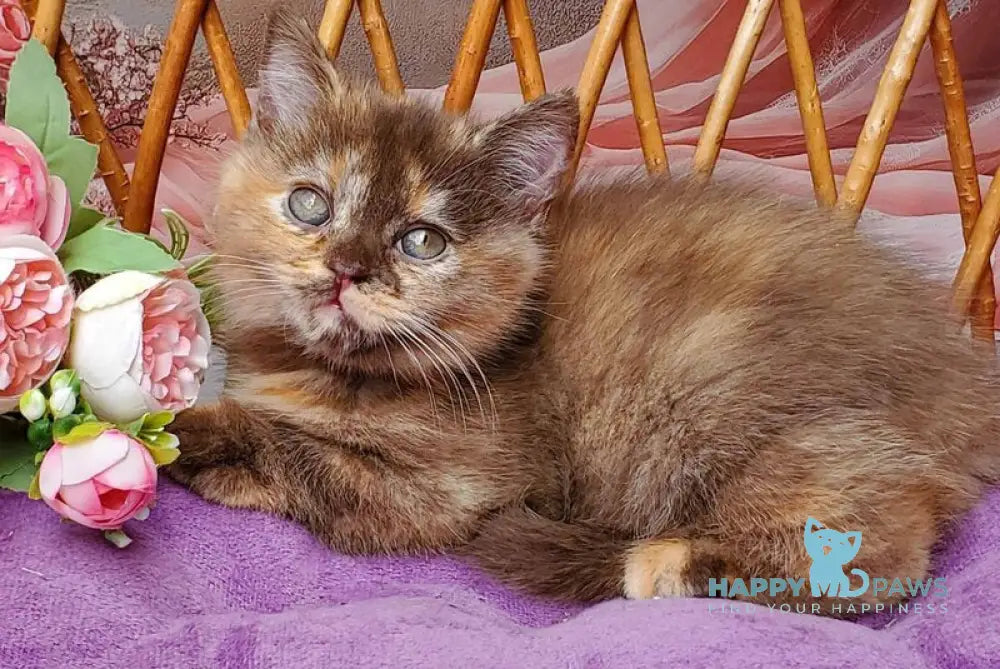 Hanna British Shorthair female chocolate tortie live animals