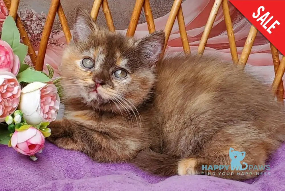 Hanna British Shorthair female chocolate tortie live animals