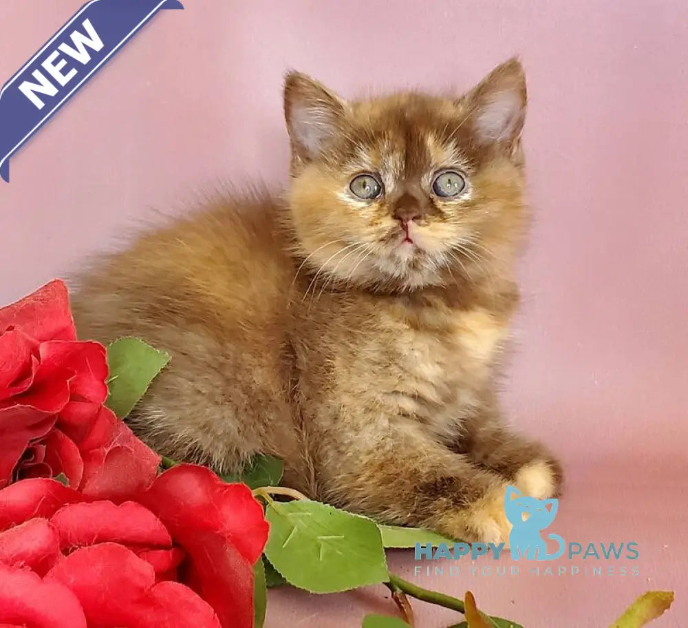 Hanna British Shorthair female chocolate tortie live animals