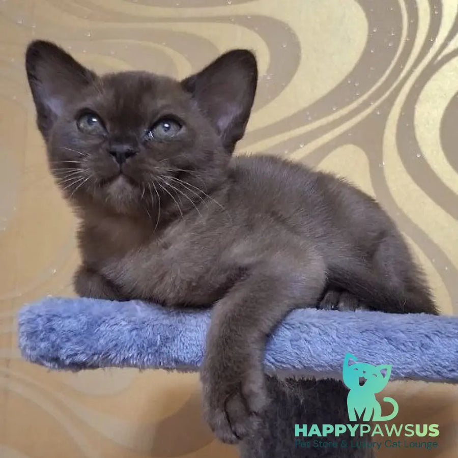 Hanna Burmese female black - live animals