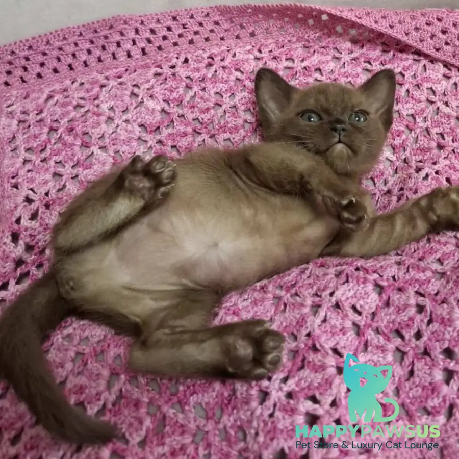 Hanna Burmese female black - live animals