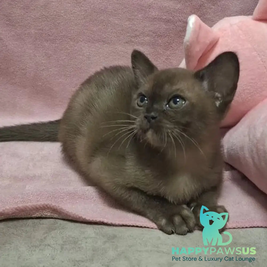 Hanna Burmese female black - live animals