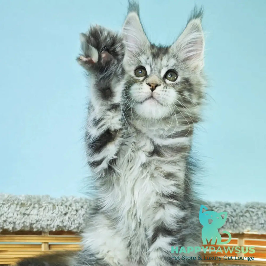 Hanna Maine Coon female black tortie silver tabby - live animals