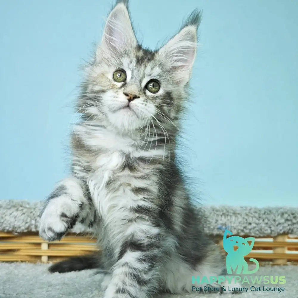 Hanna Maine Coon female black tortie silver tabby - live animals