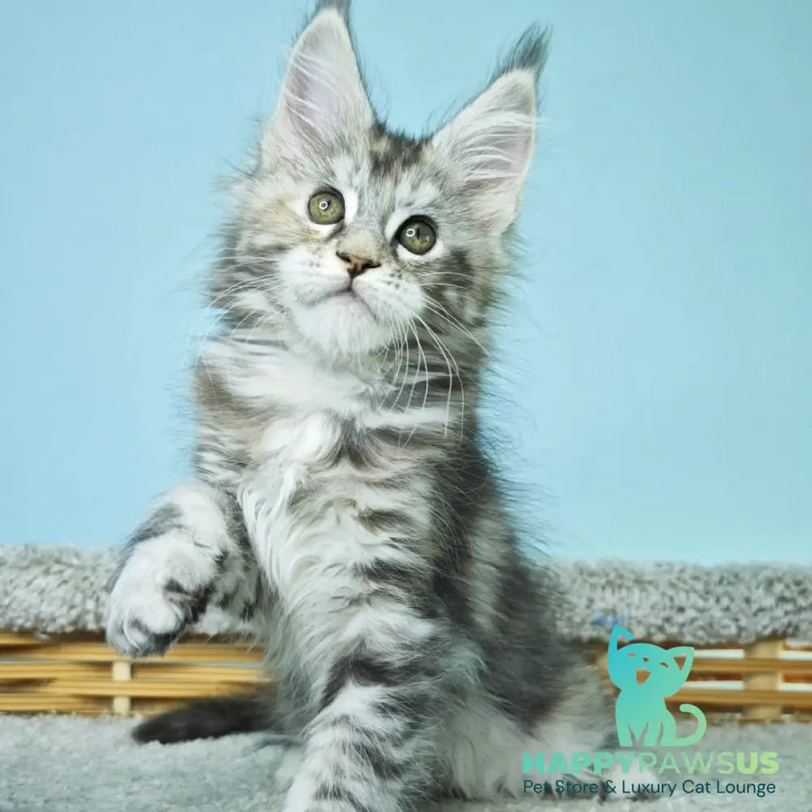 Hanna Maine Coon female black tortie silver tabby - live animals