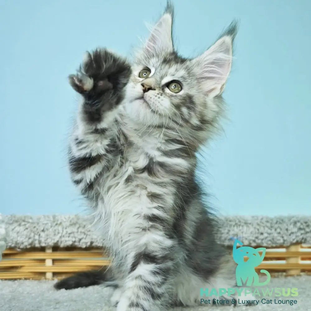 Hanna Maine Coon female black tortie silver tabby - live animals
