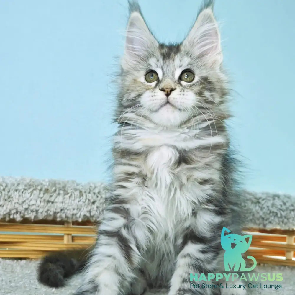 Hanna Maine Coon female black tortie silver tabby - live animals