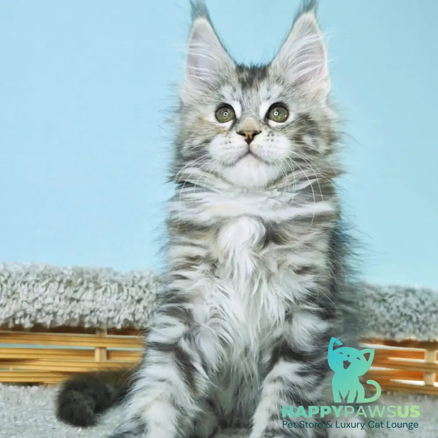 Hanna Maine Coon female black tortie silver tabby - live animals