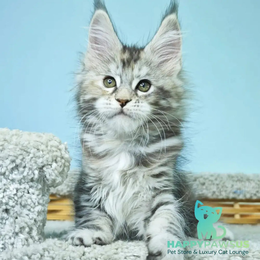 Hanna Maine Coon female black tortie silver tabby - live animals