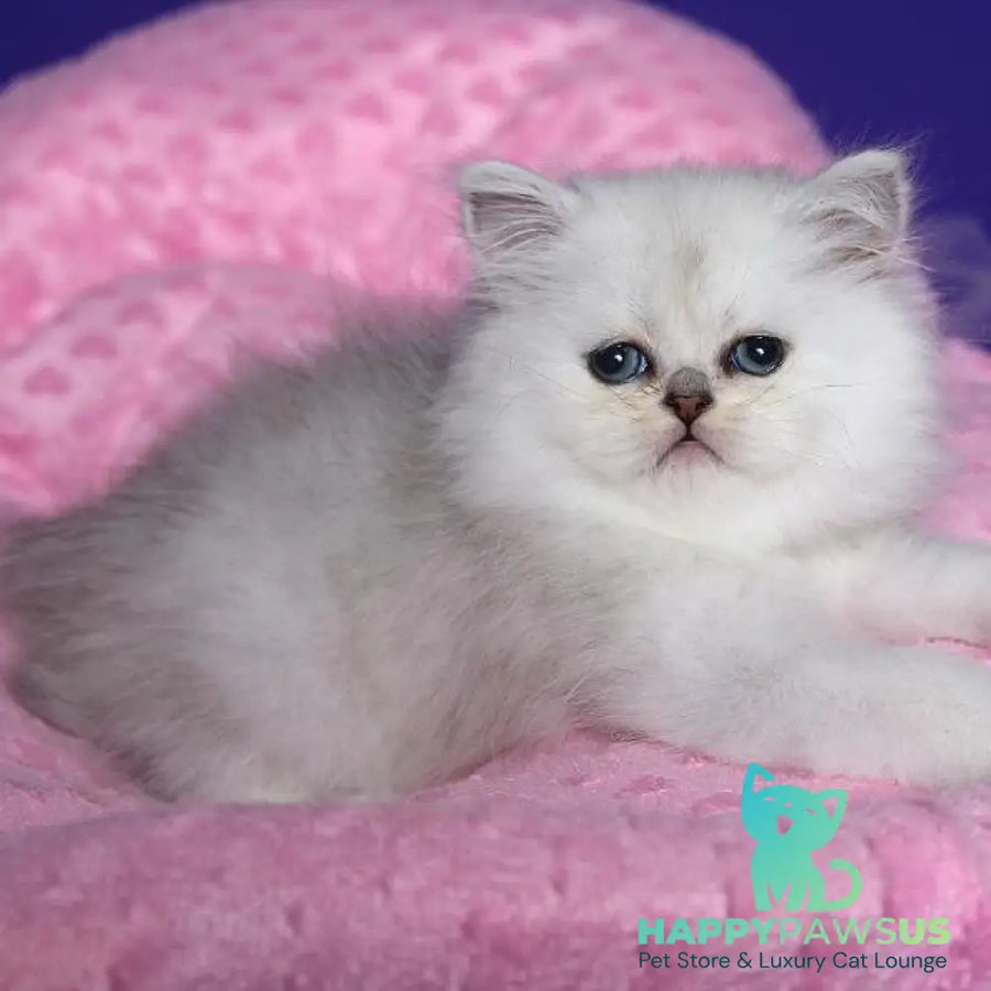 Hanna Persian female black silver shaded - live animals
