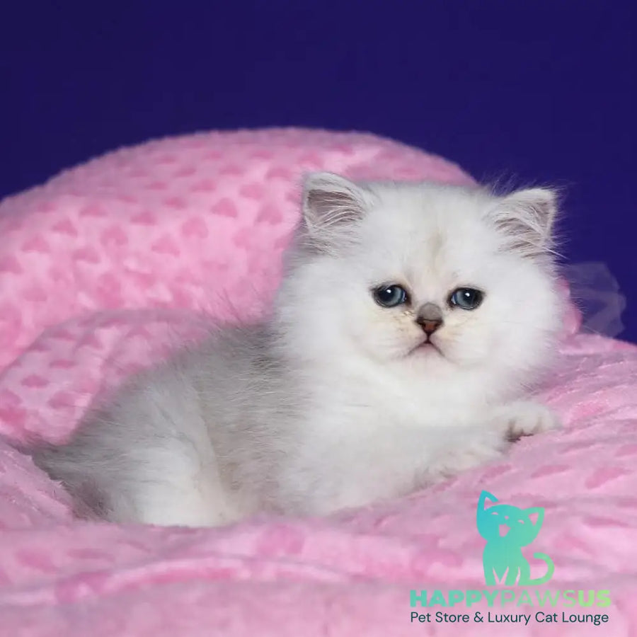 Hanna Persian female black silver shaded - live animals