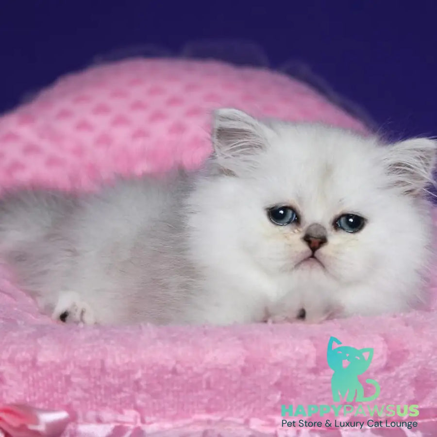 Hanna Persian female black silver shaded - live animals