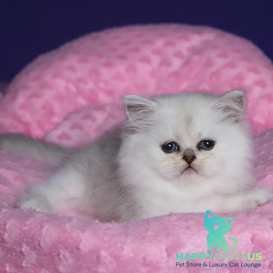 Hanna Persian female black silver shaded - live animals
