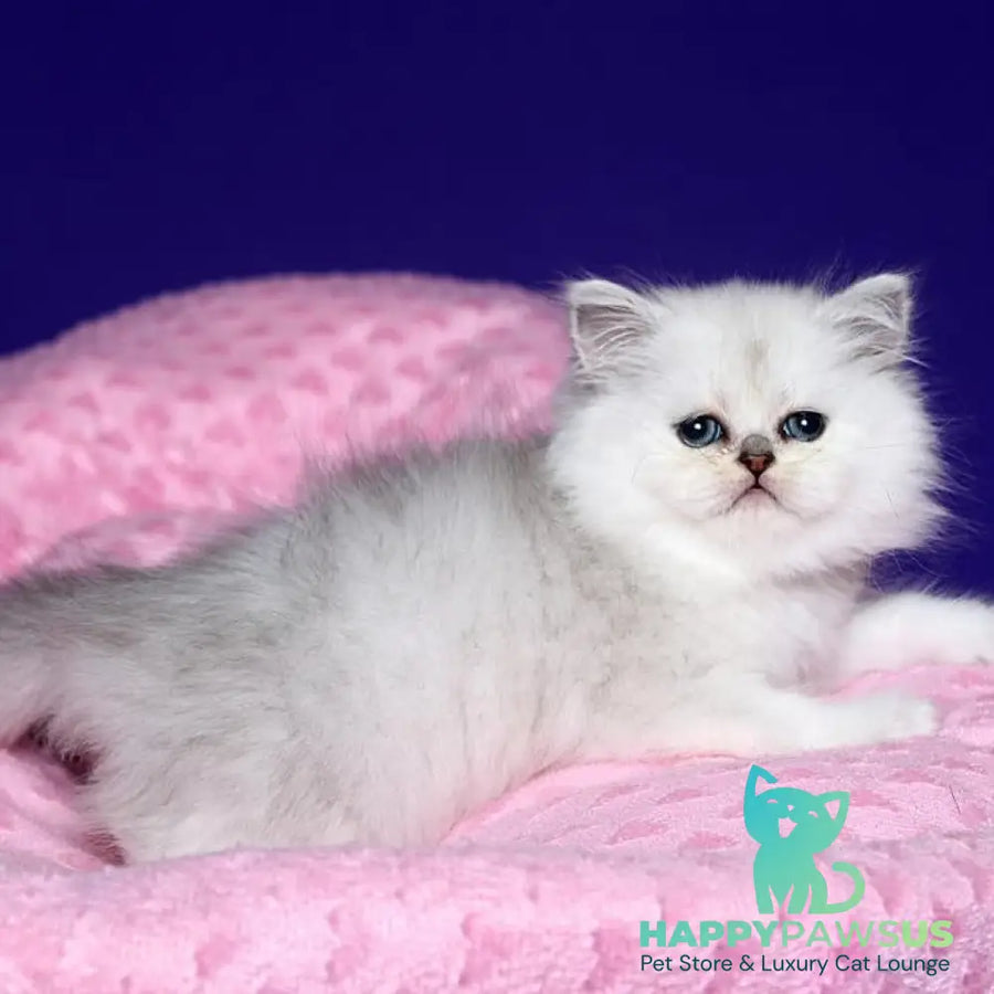 Hanna Persian female black silver shaded - live animals