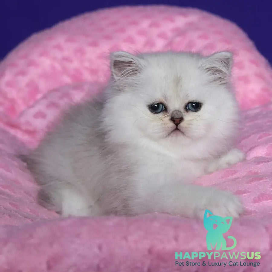 Hanna Persian female black silver shaded - live animals