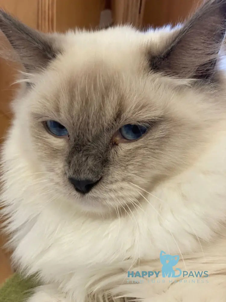 Hanna Ragdoll female blue mitted live animals
