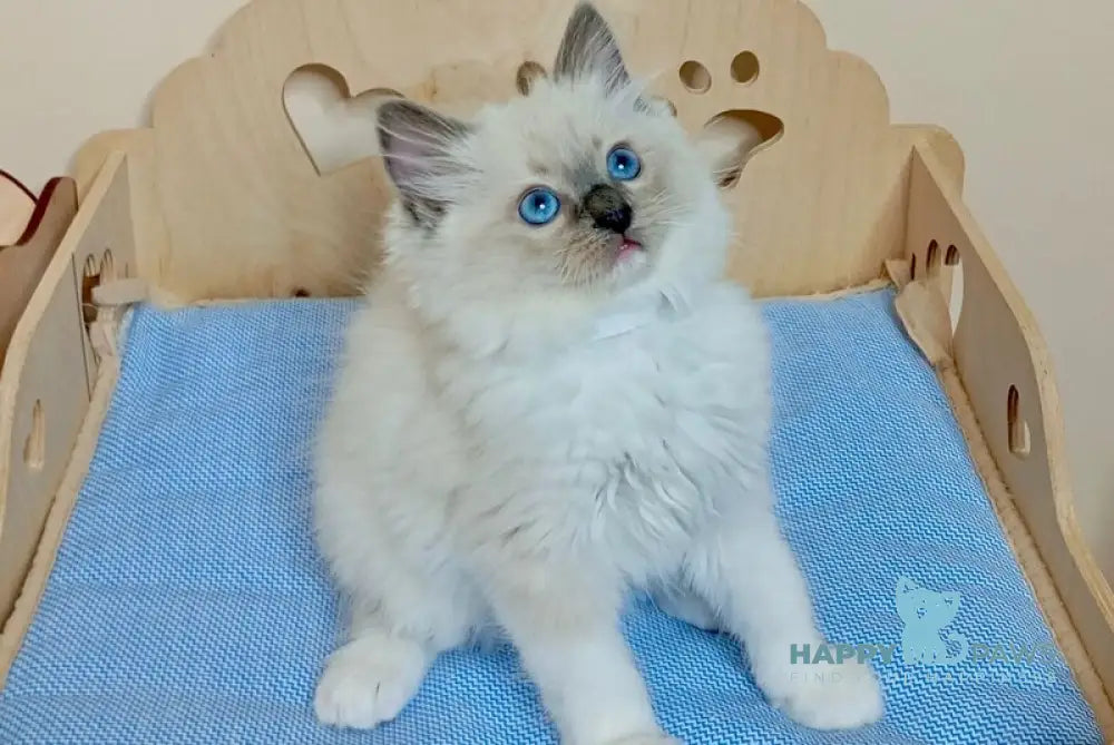 Hanna Ragdoll female blue mitted live animals