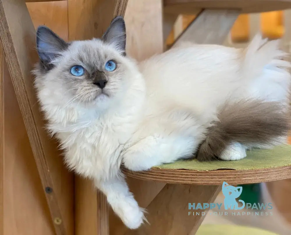 Hanna Ragdoll female blue mitted live animals