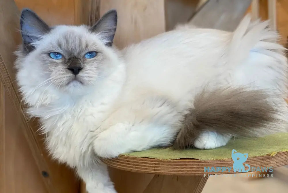 Hanna Ragdoll female blue mitted live animals