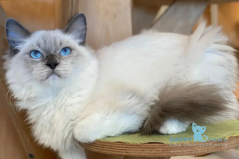 Hanna Ragdoll female blue mitted live animals