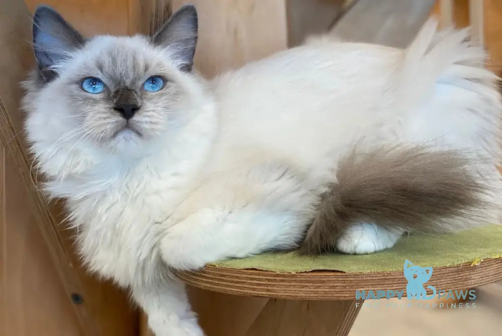 Hanna Ragdoll female blue mitted live animals