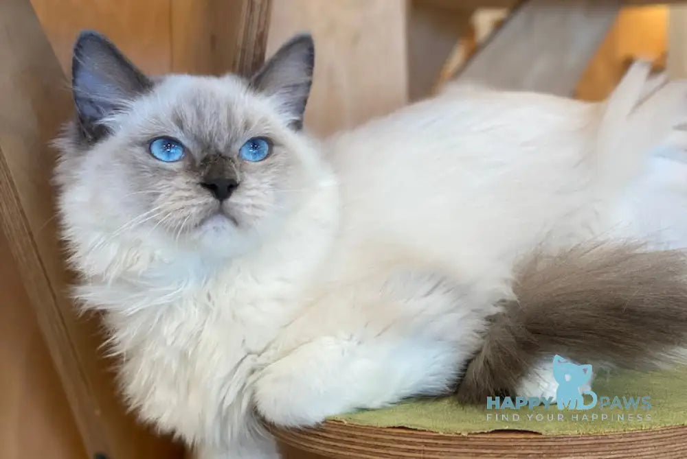 Hanna Ragdoll female blue mitted live animals